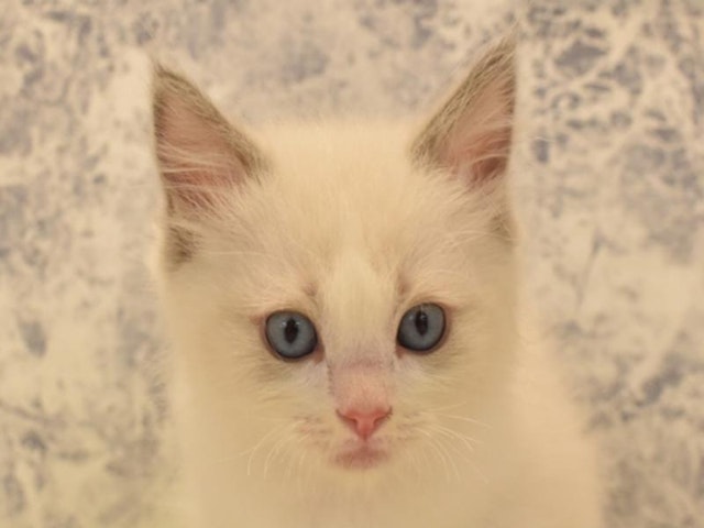 静岡県のラグドール (ペッツワン伊東店/2024年2月22日生まれ/男の子/シールポイントバイカラー)の子猫